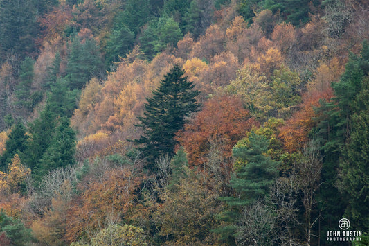 In Search of Autumn Colours