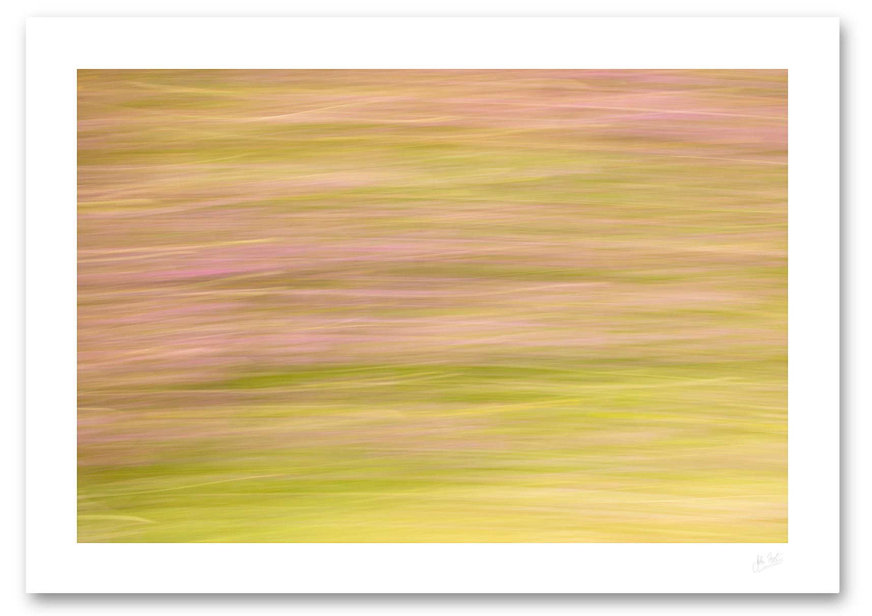 a fine art photographic print of a road side verge with blurred green grass and wild summer flowers