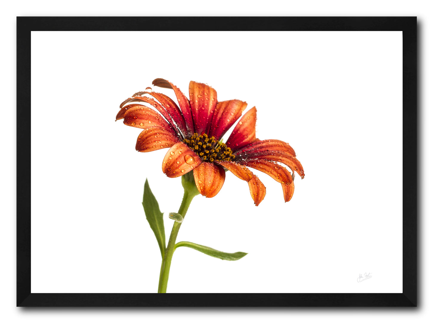 Orange Osteospermum