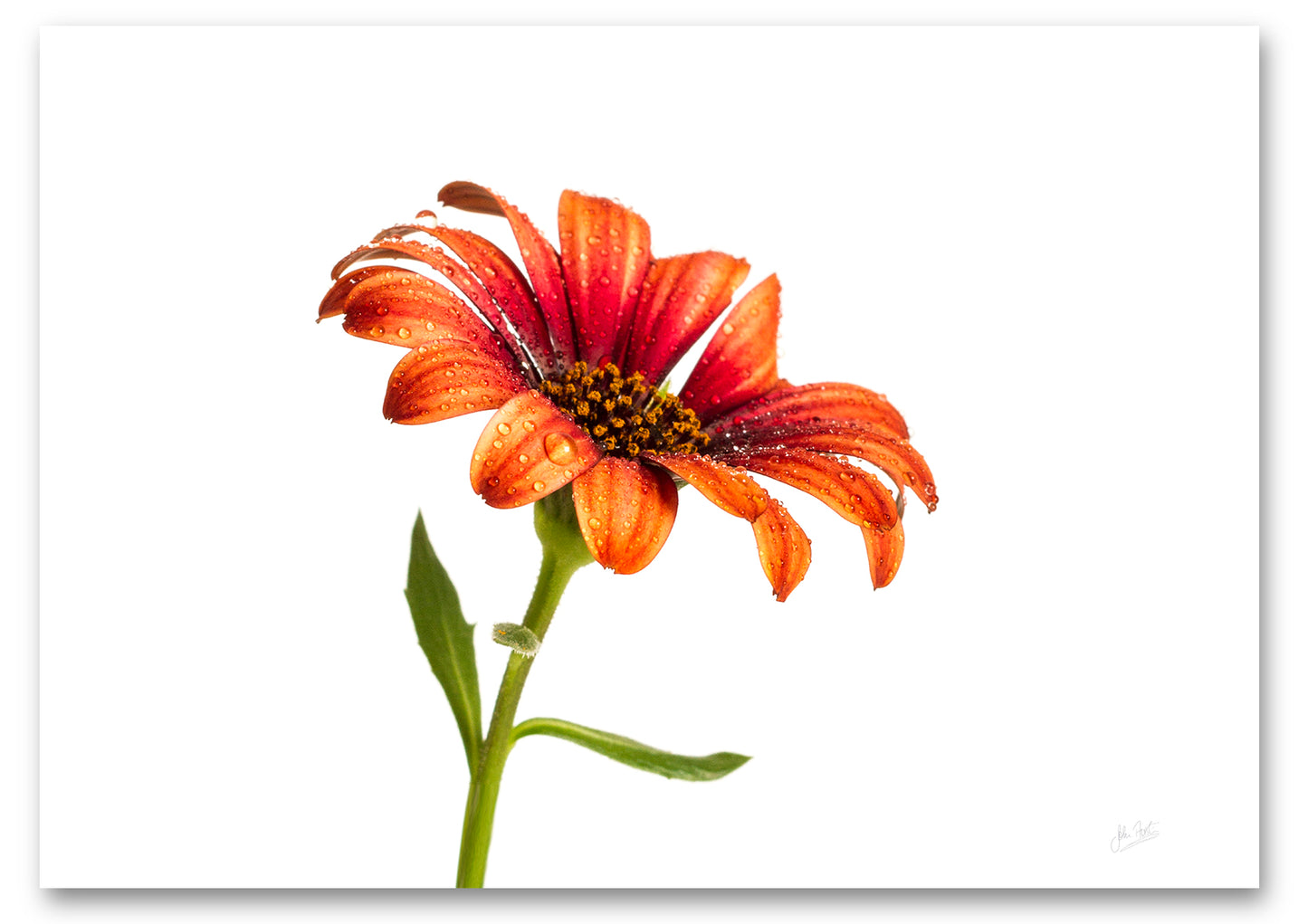 Orange Osteospermum